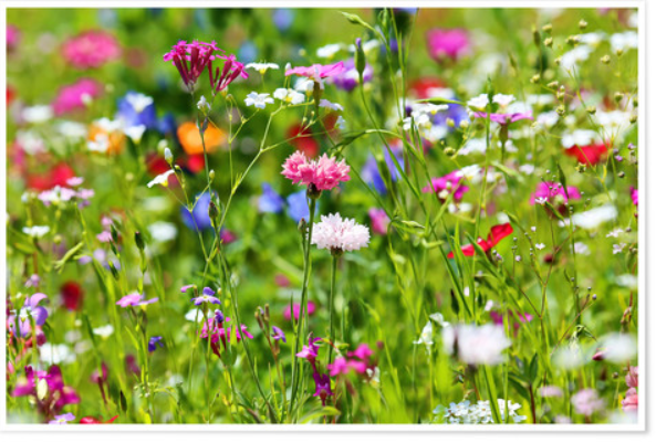 Blomstermark Blomstermark